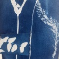 plants of my garden 2, cyanotypie, 2026, 18x13cm